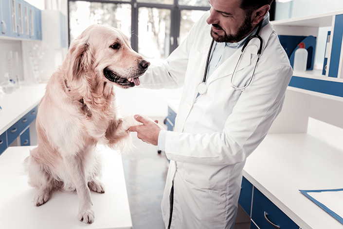 Avaliação de sepse de um veterina'rio em um Golden Retriever