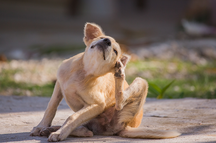 Como lidar com a coceira em cachorro