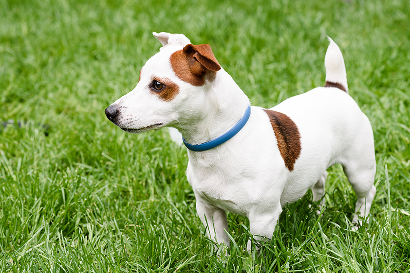 um cachorro com uma coleira antipulgas