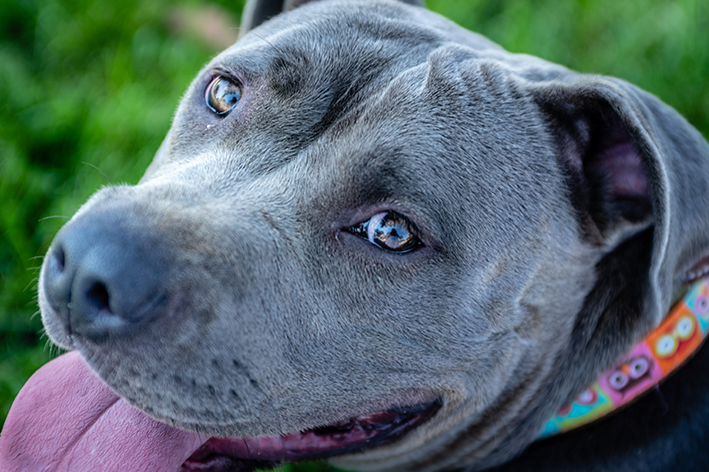 cachorro com coleira para pitbull