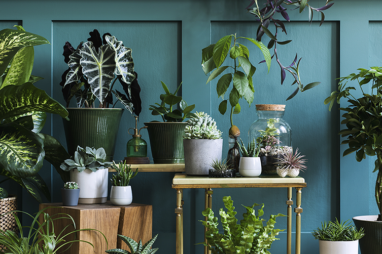 espécies de plantas diferentes para casa