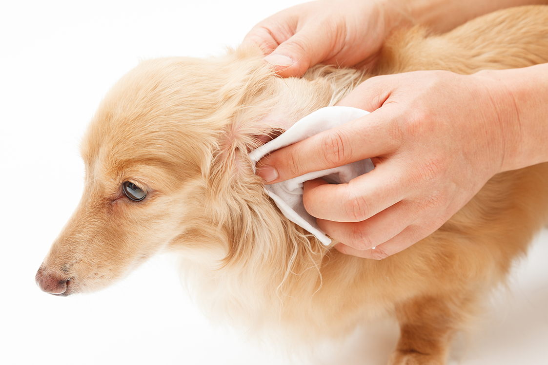 algodão para limpar o ouvido do cachorro