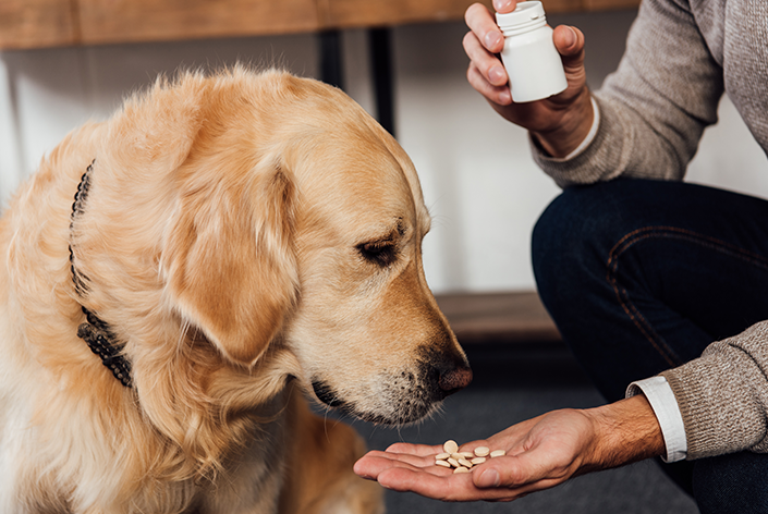 tutora dando comprimido para cachorro