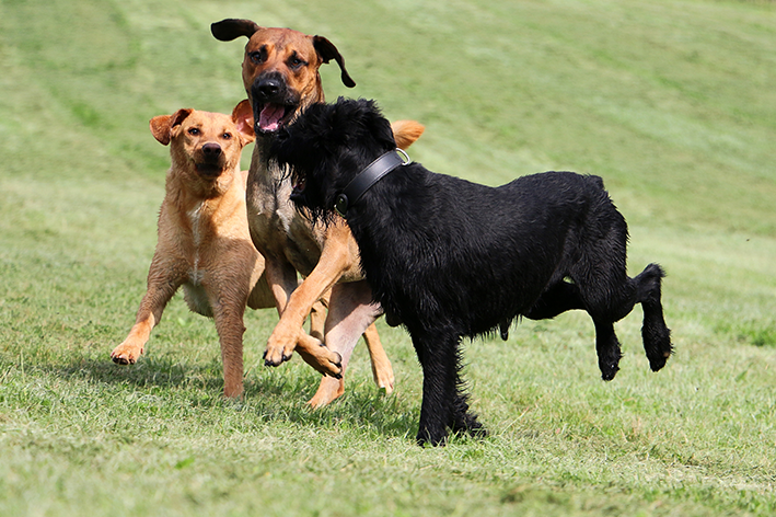 Creche para cachorro