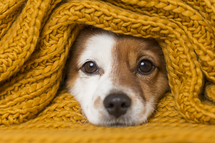 Cuidados com o cachorro no inverno