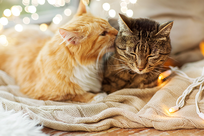 Uma cama bem quentinha é um ótimo começo