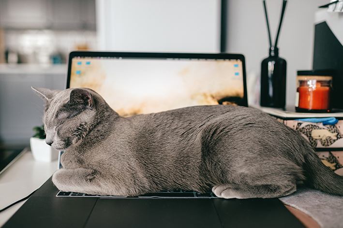 Os riscos de acidentes com gatos no inverno