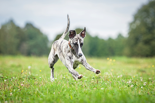 dicas para correr com cachorro