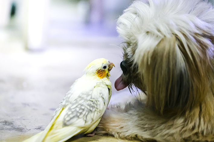 Que tipo de cachorro você tem?