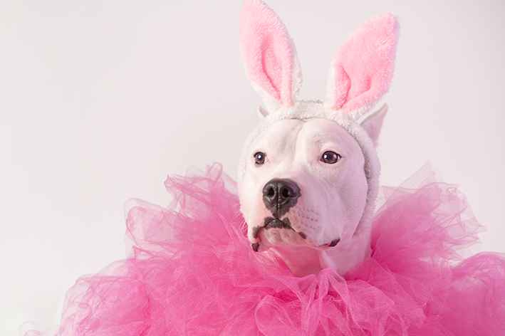 Fantasia de Carnaval para cachorro