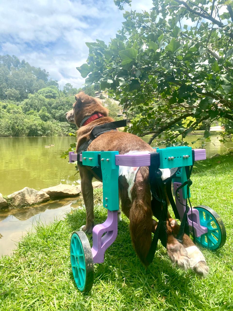 Marrom passeando em sua cadeira de rodas para cachorro