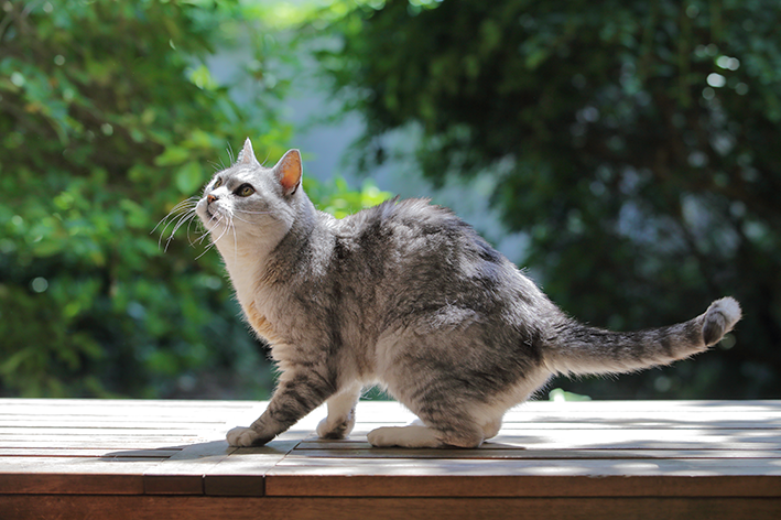 gato cinza curioso