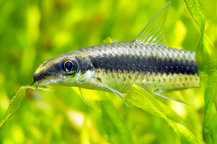 Peixes que limpam o aquário