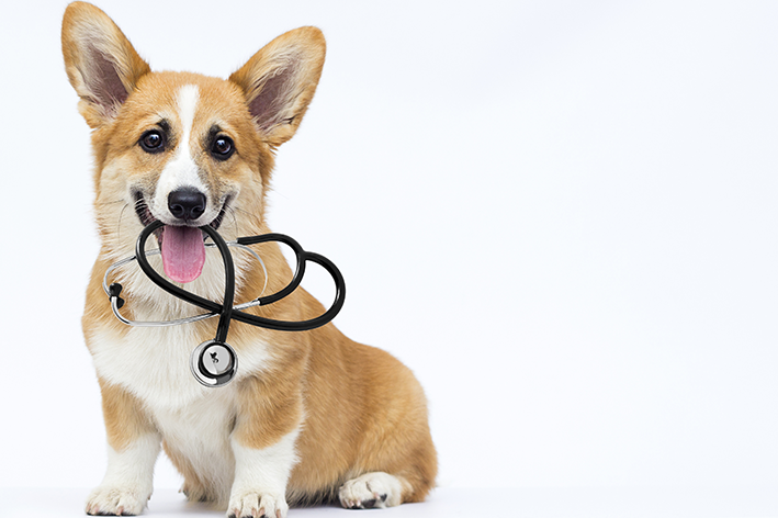 Cachorro Corgi com estetoscópio na boca de plano