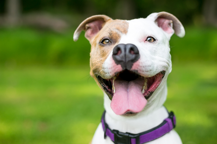 Pit bulls são cachorros violentos