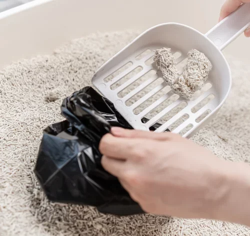 pessoal pegando areia de gato para jogar no vaso