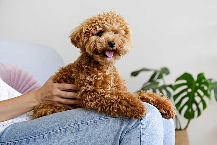 melhores cachorros para apartamento