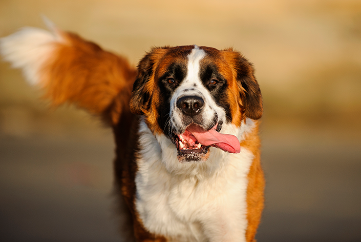 raça de cachorro que não late