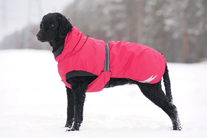 Quando usar as roupas de inverno para cachorro