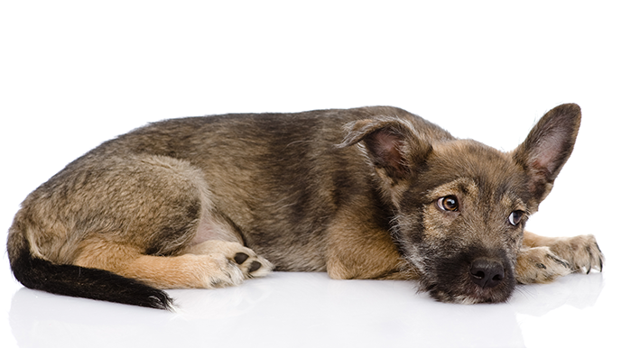 sinais de um cachorro com dor