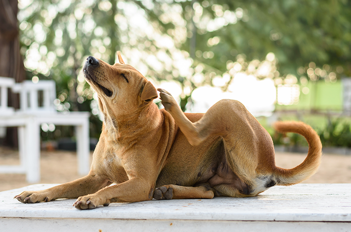 o que é dermatite canina