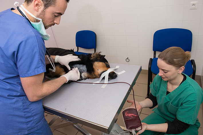 Transfusão de sangue em cães