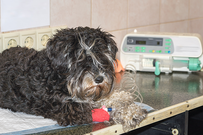 Transfusão de sangue em cães