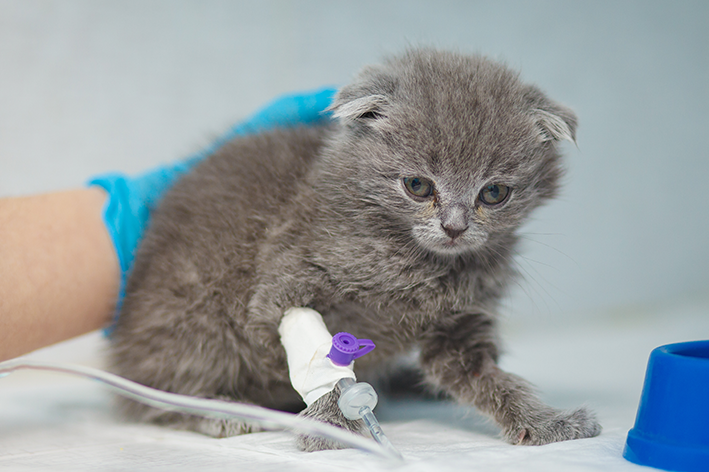 Como funciona a doação de sangue em gatos