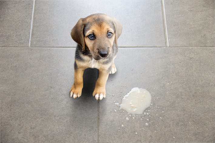 Cachorro vomitando: o que pode ser?