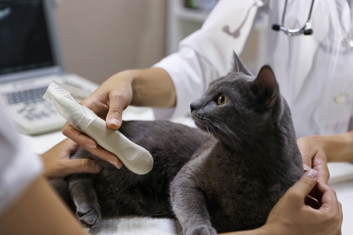 gata grávida no veterinário