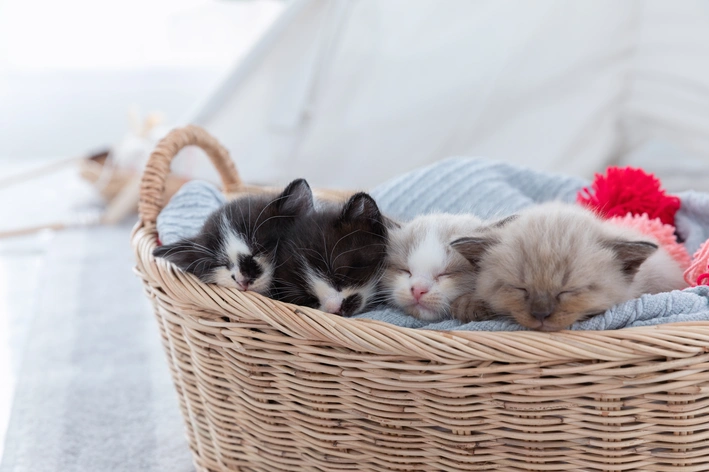 filhotes de gato