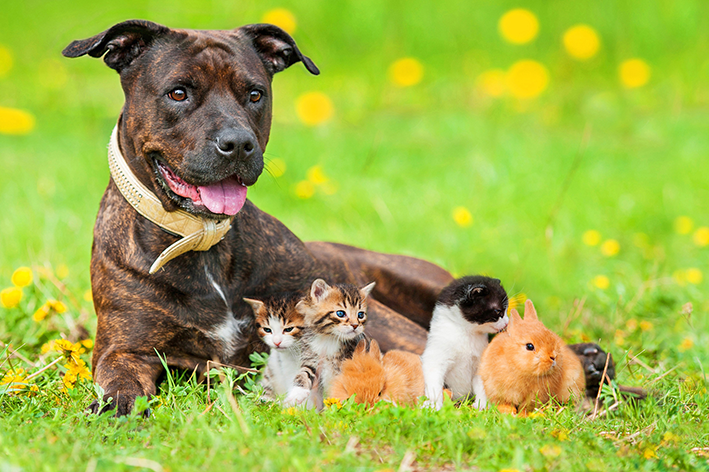 Cachorro e coelhos são animais fofos