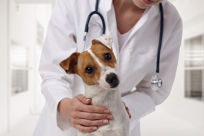 cachorro no veterinário