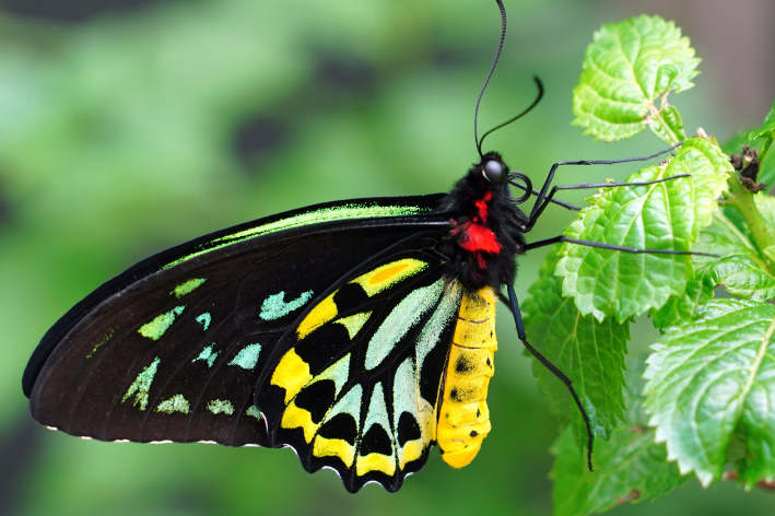 Rainha Alexandra (Ornithoptera alexandrae)