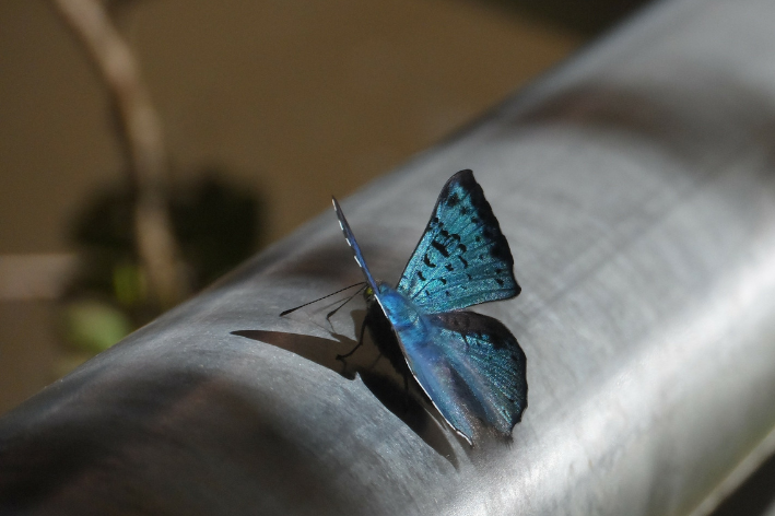 Borboleta-azul (Phengaris alcon)