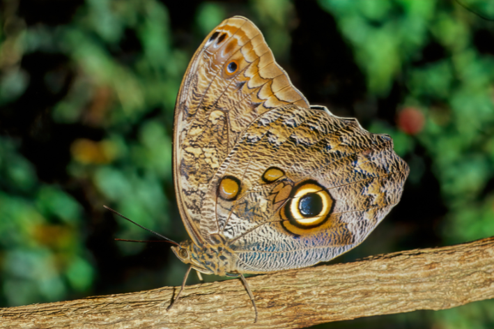 Borboleta-coruja (Caligo)