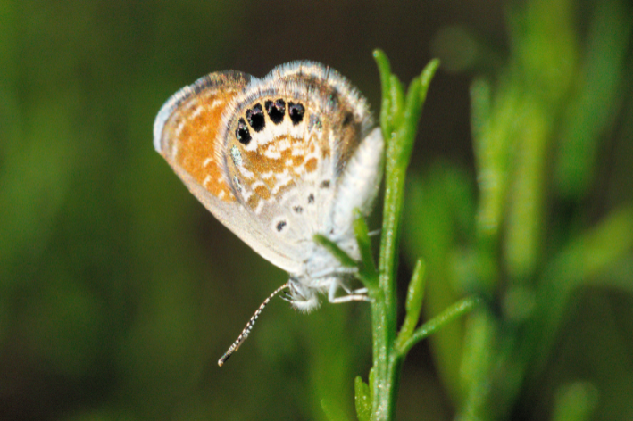 Pigmeu Ocidental Azul (Brephidium exilis)