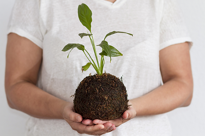 Pessoa segurando kokedama na mão