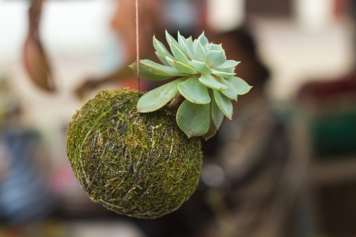 Kokedama com planta suculenta pendurada