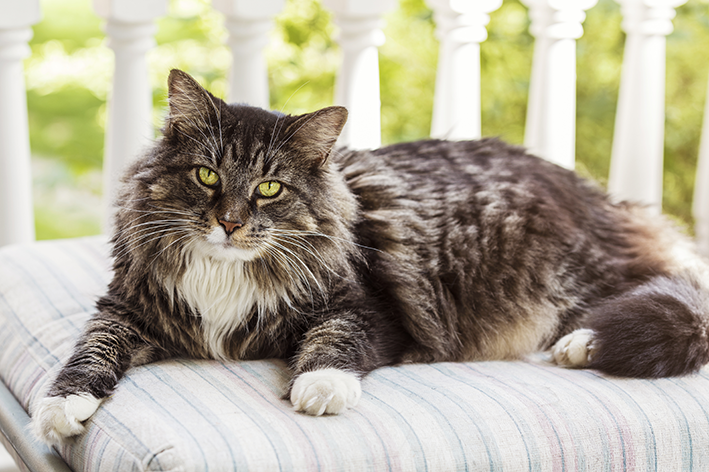 gato peludo maine coon