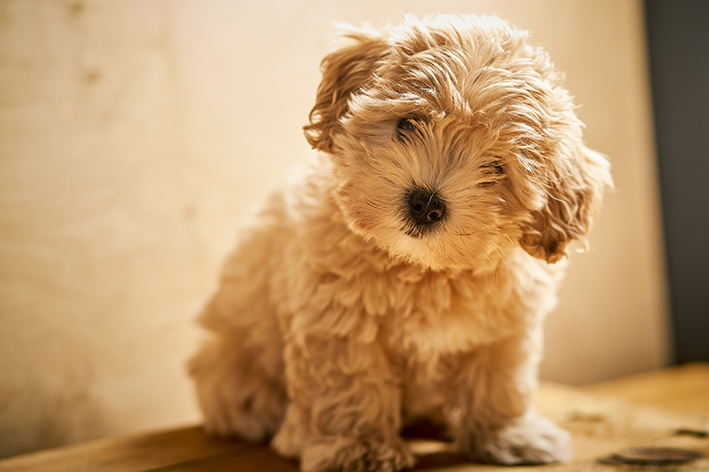 maltipoo