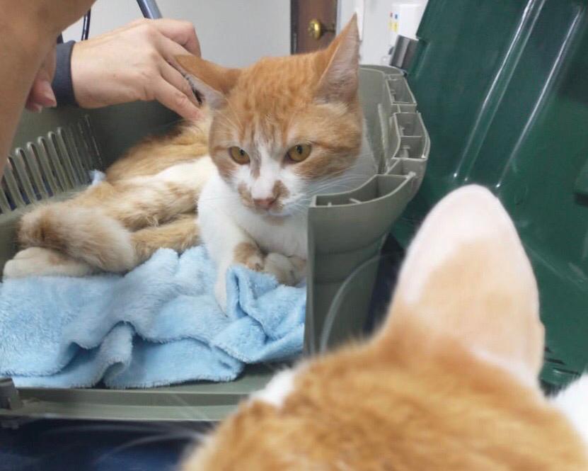 Gato em caixa de transporte aberta