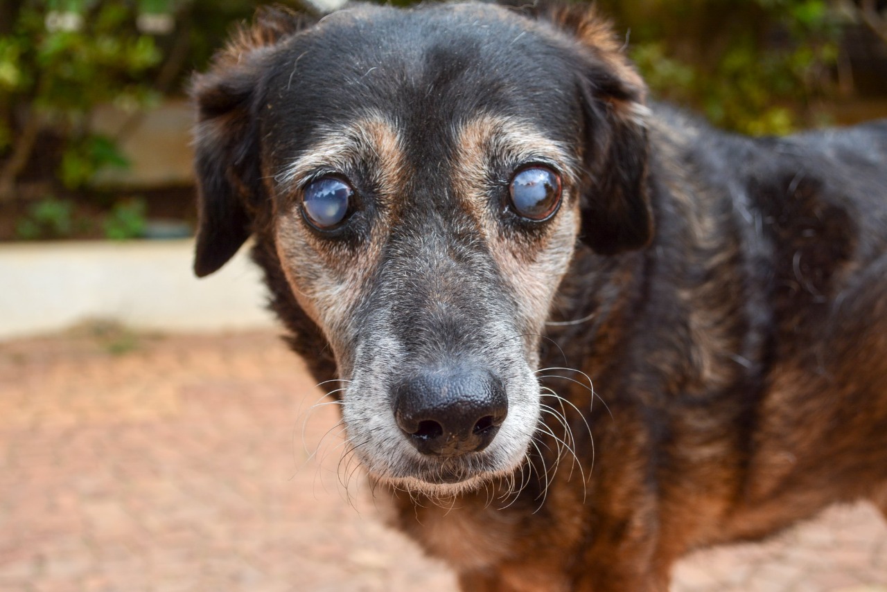 Adoção de animais deficientes como o Seu Madruga que é cego