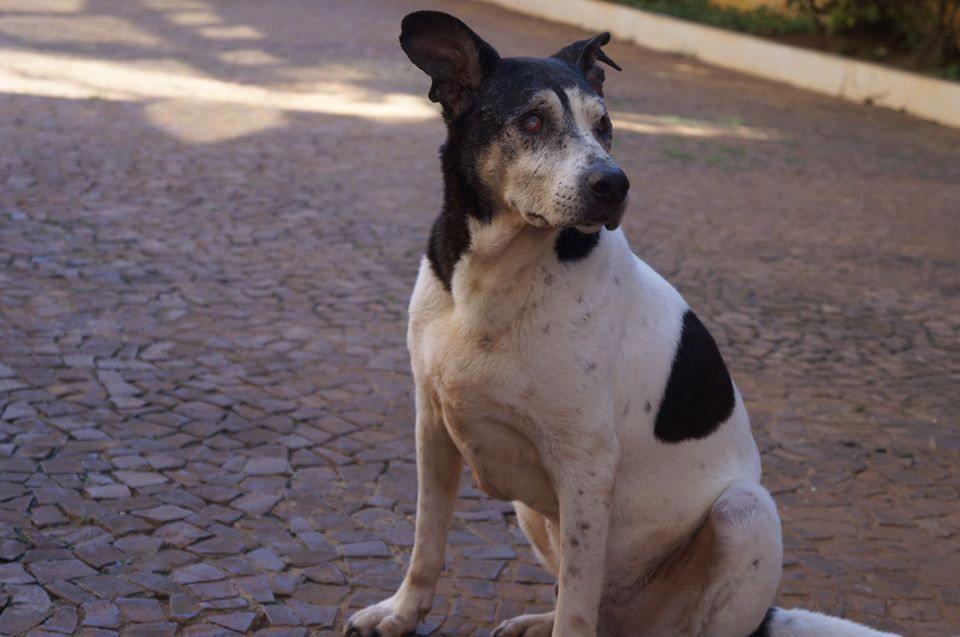 abandono de animais