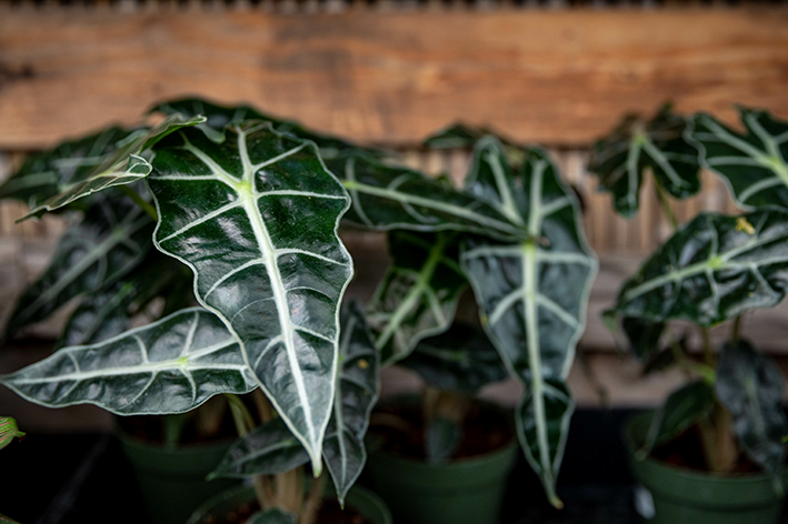 planta alocasia