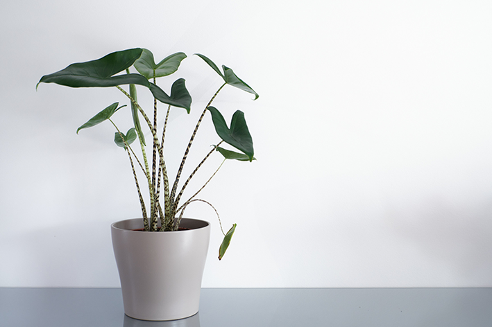 alocasia zebrina no vaso com o fundo branco