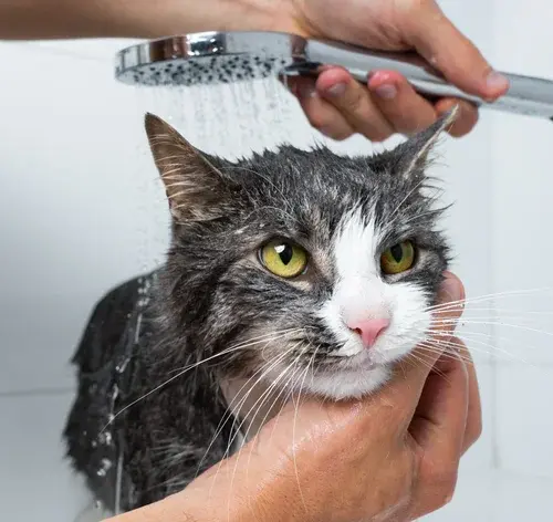 Gato tomando banho
