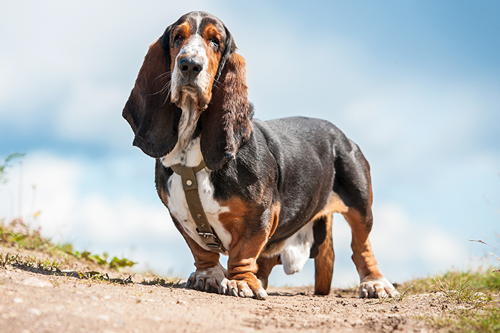 basset hound