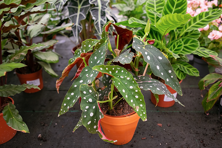 A begonia maculata possui circulos brancos nas suas folhas