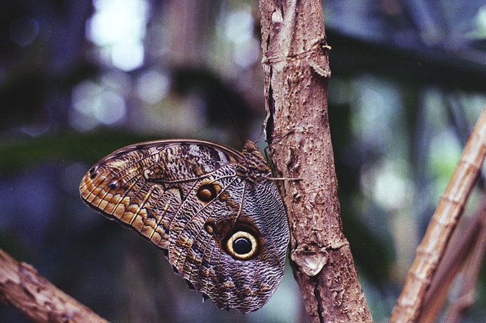 Espécie Insectas 